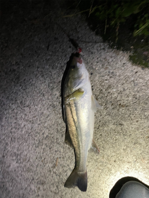 新河岸川　雨後　増水濁りシーバス