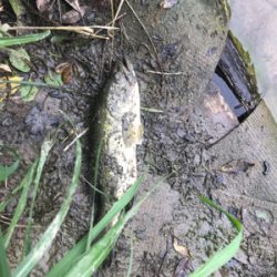 バス釣りええ感じ