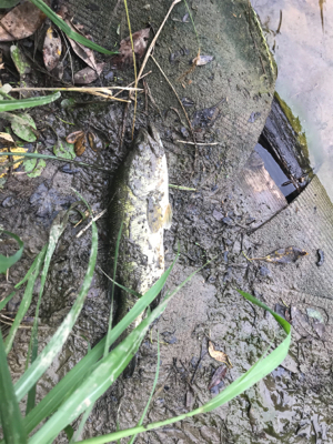 バス釣りええ感じ