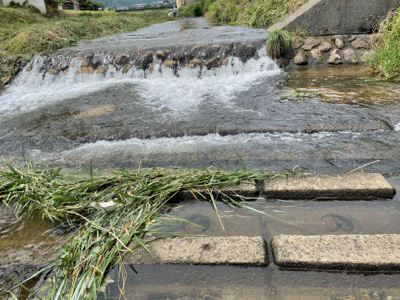 ついでの大川小鮎釣り