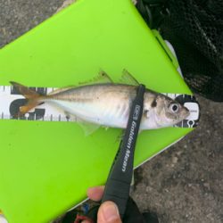 まだまだ少ないアジ・・・