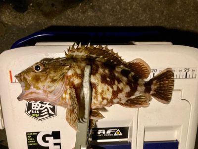 ガシラと子サバ