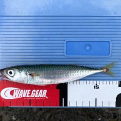 豆アジ、豆サバ