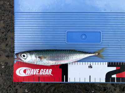 豆アジ、豆サバ