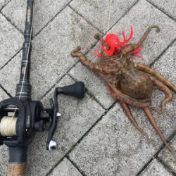 丁寧にタコ散歩して8杯。。