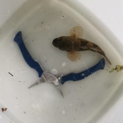 ウナギ、スッポン採取