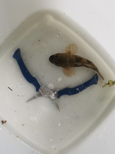 ウナギ、スッポン採取