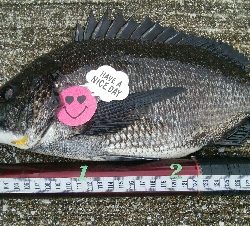 『釣りデビュー(^^)』193日目