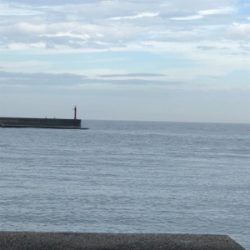 ハマチ？メジロ？