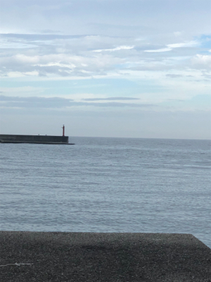 ハマチ？メジロ？