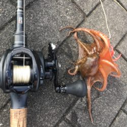 蛸散歩。。5杯。。。