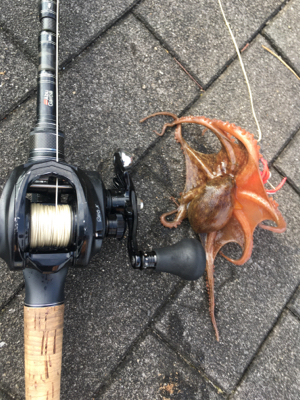 蛸散歩。。5杯。。。