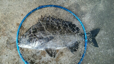 『釣りデビュー(^^)』194日目