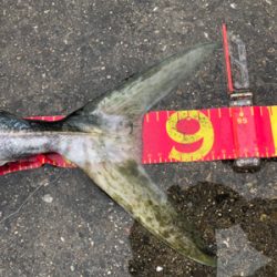 雨にも負けず…