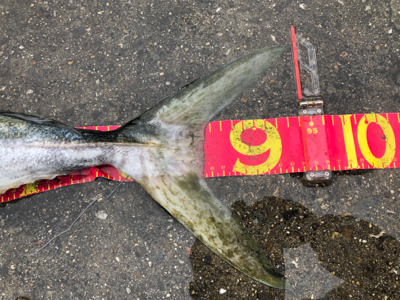 雨にも負けず…