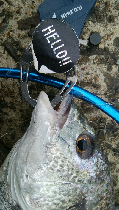 『釣りデビュー(^^)』195日目