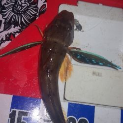 アジング練習 307