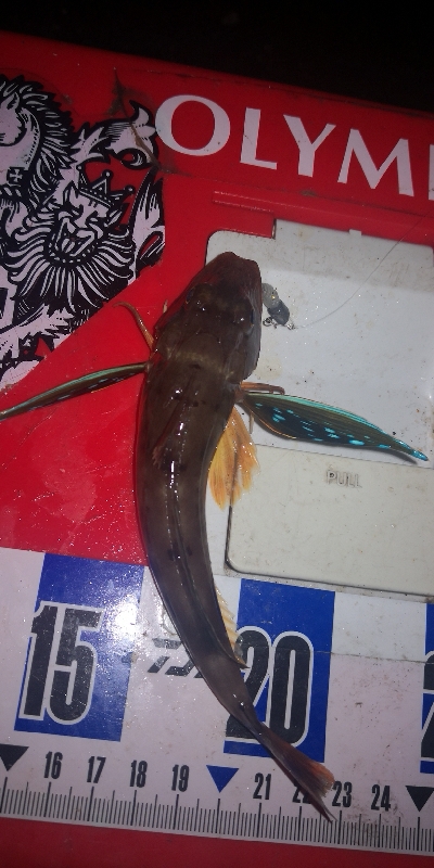 アジング練習 307