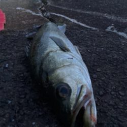 あと2cm！悔ーーー