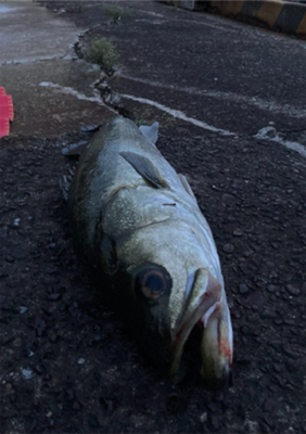 あと2cm！悔ーーー