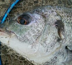 『釣りデビュー(^_-)』196日目