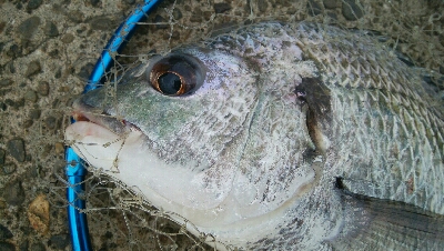 『釣りデビュー(^_-)』196日目