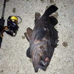 ナイトアコウゲーム