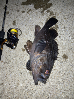 ナイトアコウゲーム