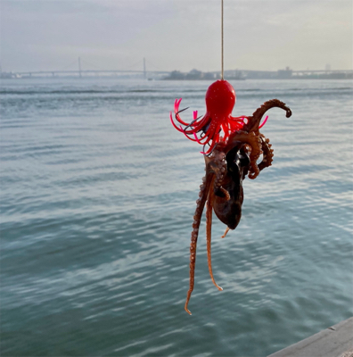 激水潮の中で蛸散歩。6杯。。