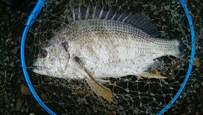 『釣りデビュー(^_-)』197日目