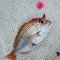 ウミックさんにてレンタルボートでの釣果