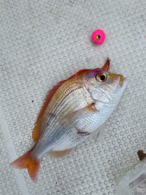 ウミックさんにてレンタルボートでの釣果