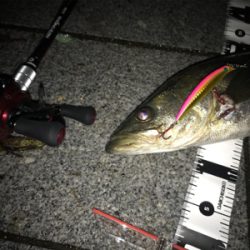 シーバス　５７cm