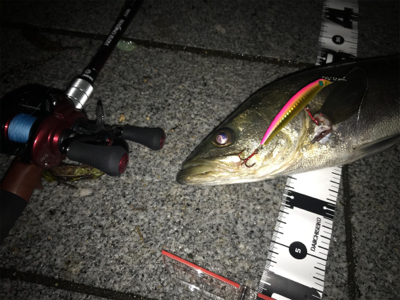 シーバス　５７cm