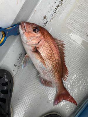 豪雨一つテンヤ