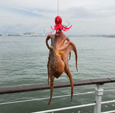 水潮の中で蛸散歩。5杯。。