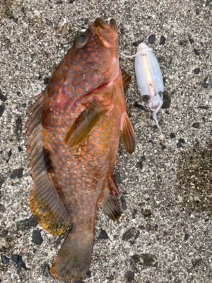 ストリンガー付きアコウ