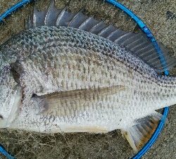 『釣りデビュー(^o^』198日目