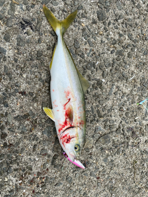 スーパーライトショアジギング