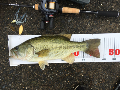 全開放水な琵琶湖