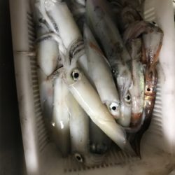 香住　イカメタル