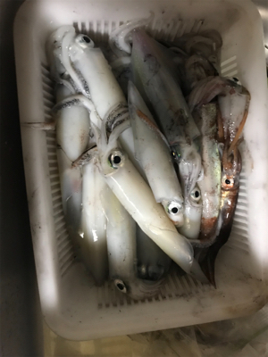 香住　イカメタル