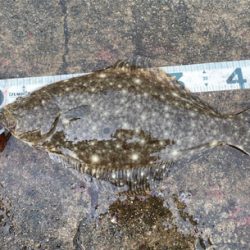 フラットゲーム