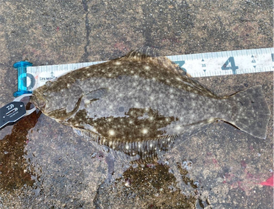 フラットゲーム