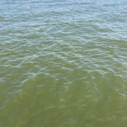 エリアミスり蛸散歩不調。新子2杯のみ。。