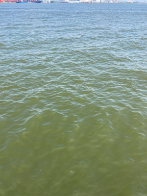 エリアミスり蛸散歩不調。新子2杯のみ。。