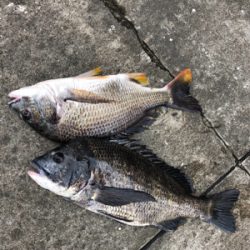 雨上がりの大潮でエビ撒き