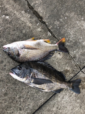 雨上がりの大潮でエビ撒き
