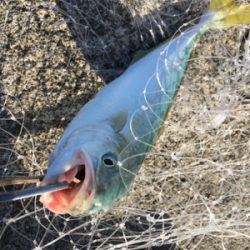 青物がソフトルアーで爆釣