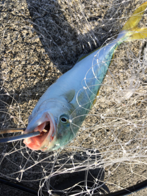 青物がソフトルアーで爆釣